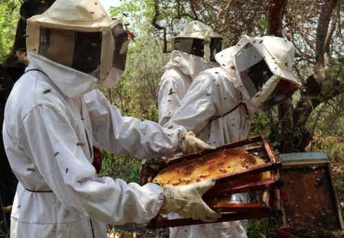 In Mozambico aumenta la produzione di miele